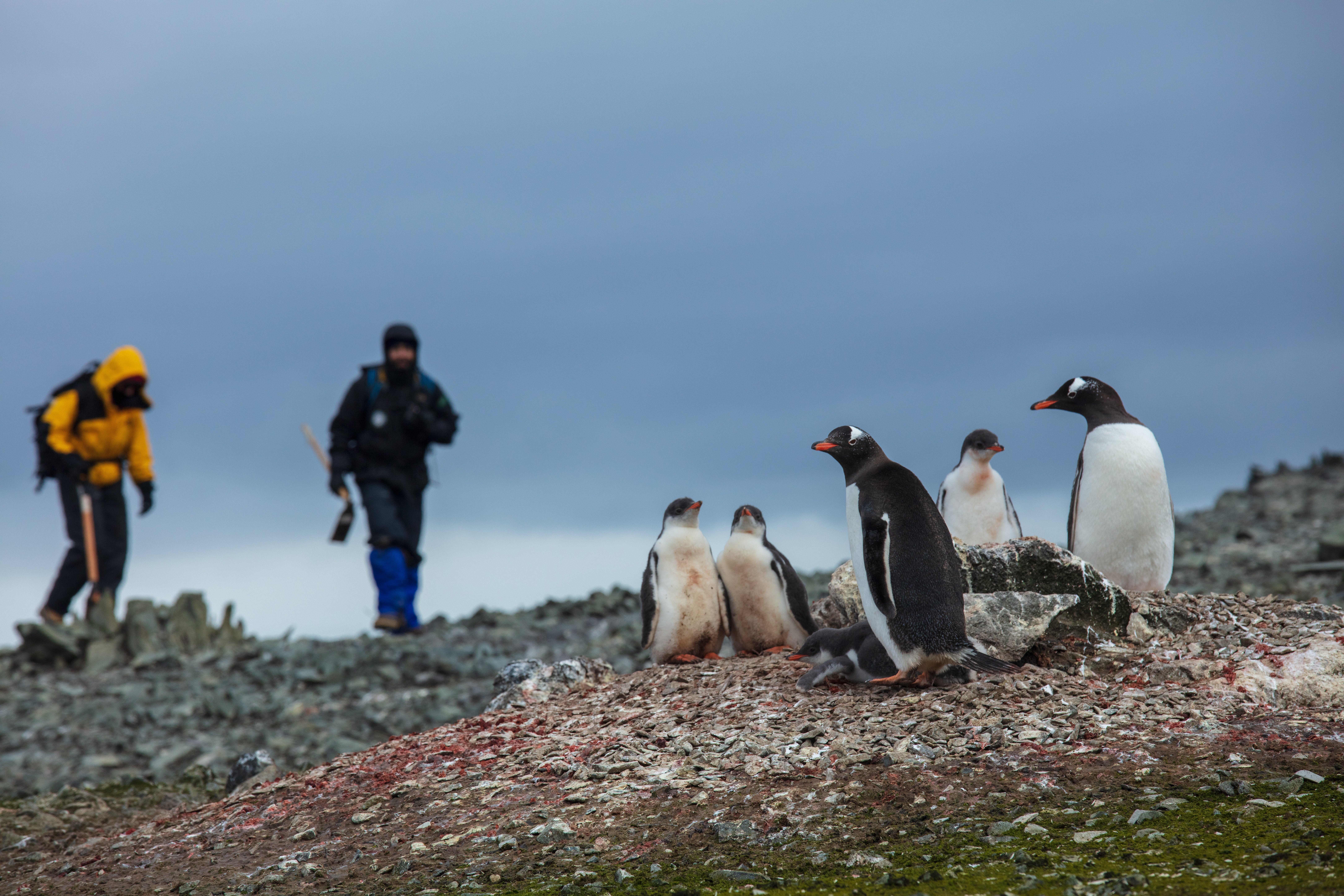 Pinguins