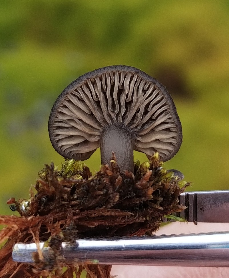 Exemplar de fungo basidiomiceto Arrhenia antarctica encontrado nas imediações de Cape Shirreff, Ilha Livingston, Antártica Marítima