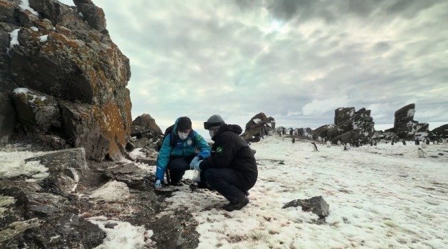 Novas espécies de fungos descobertas na Antártica
