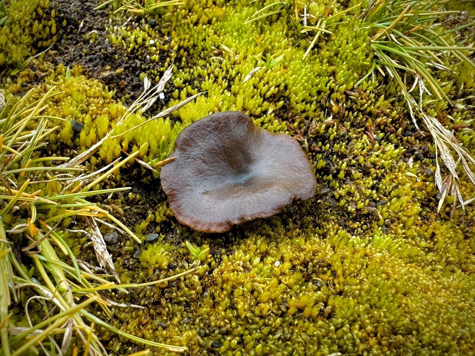 Taxonomia e ecologia de fungos polares