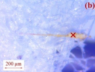 Microplásticos nos ecosistemas antárticos